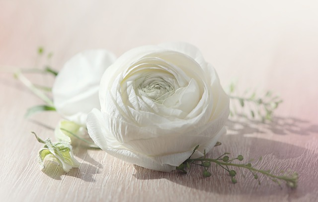 ラナンキュラスの花言葉と特徴 魅力に満ちたボリューミーな花 巨大輪種の豪華さにうっとり 葬の助