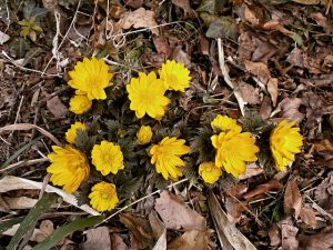 福寿草 フクジュソウ の花言葉と特徴 幸福と長寿の花 縁起の良い新春花 葬の助